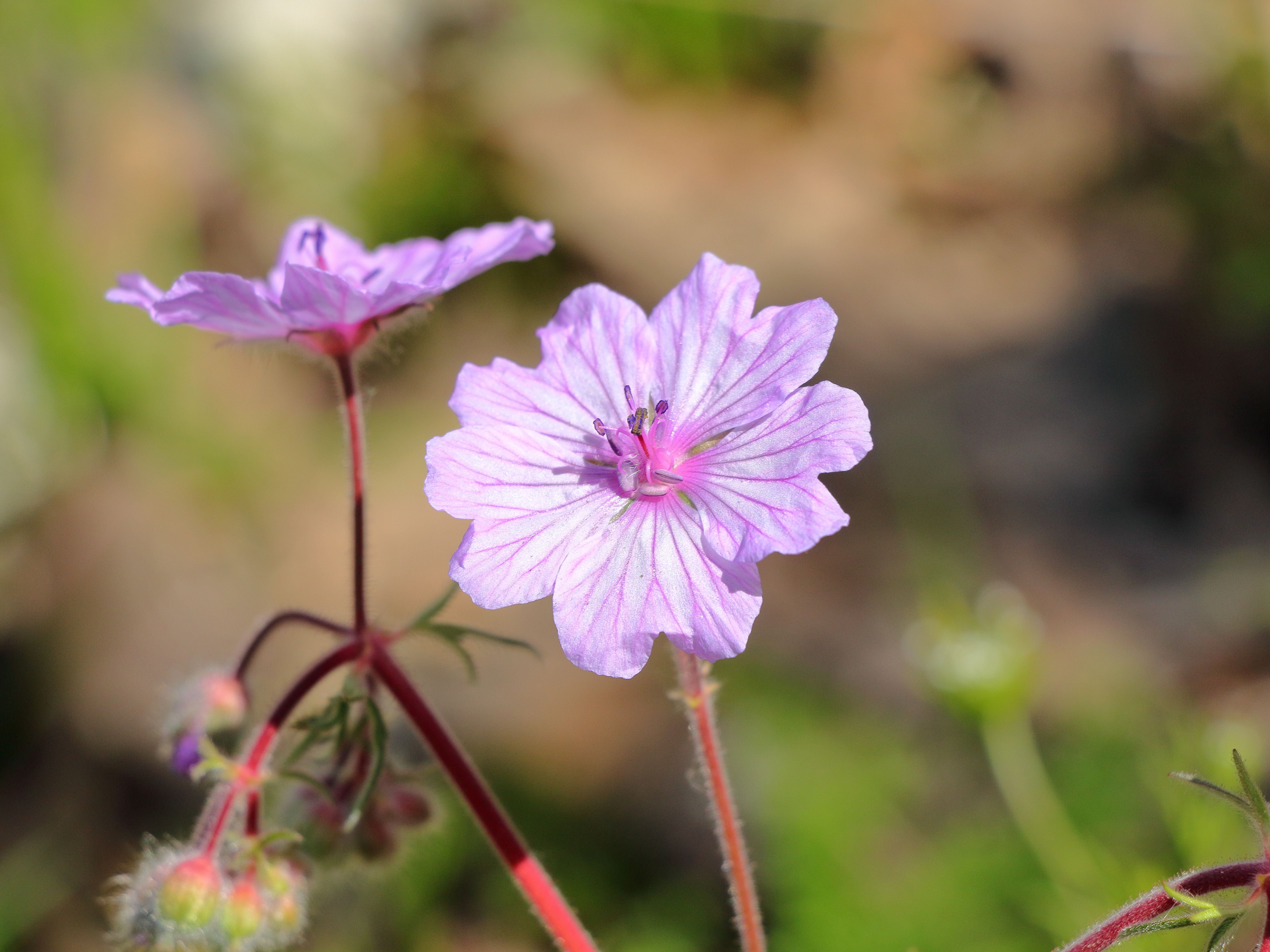 [ColoSach]-vibrant-purple-wild-geranium-flowers-blooming-in-nature-with-sunlight-illuminating-their-delicate-petals.