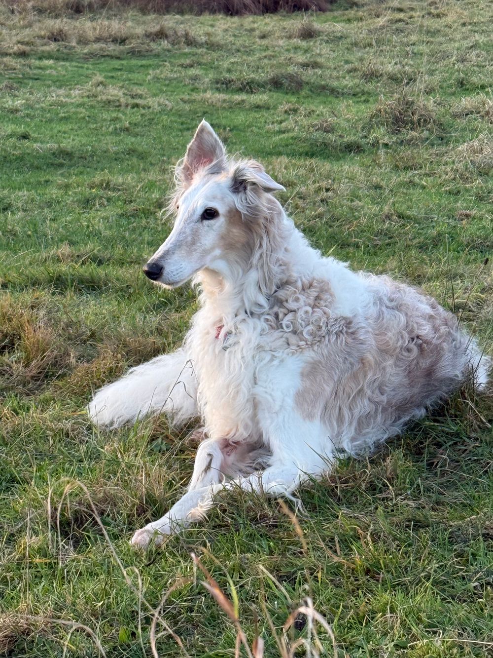 Borzoi, photo 5