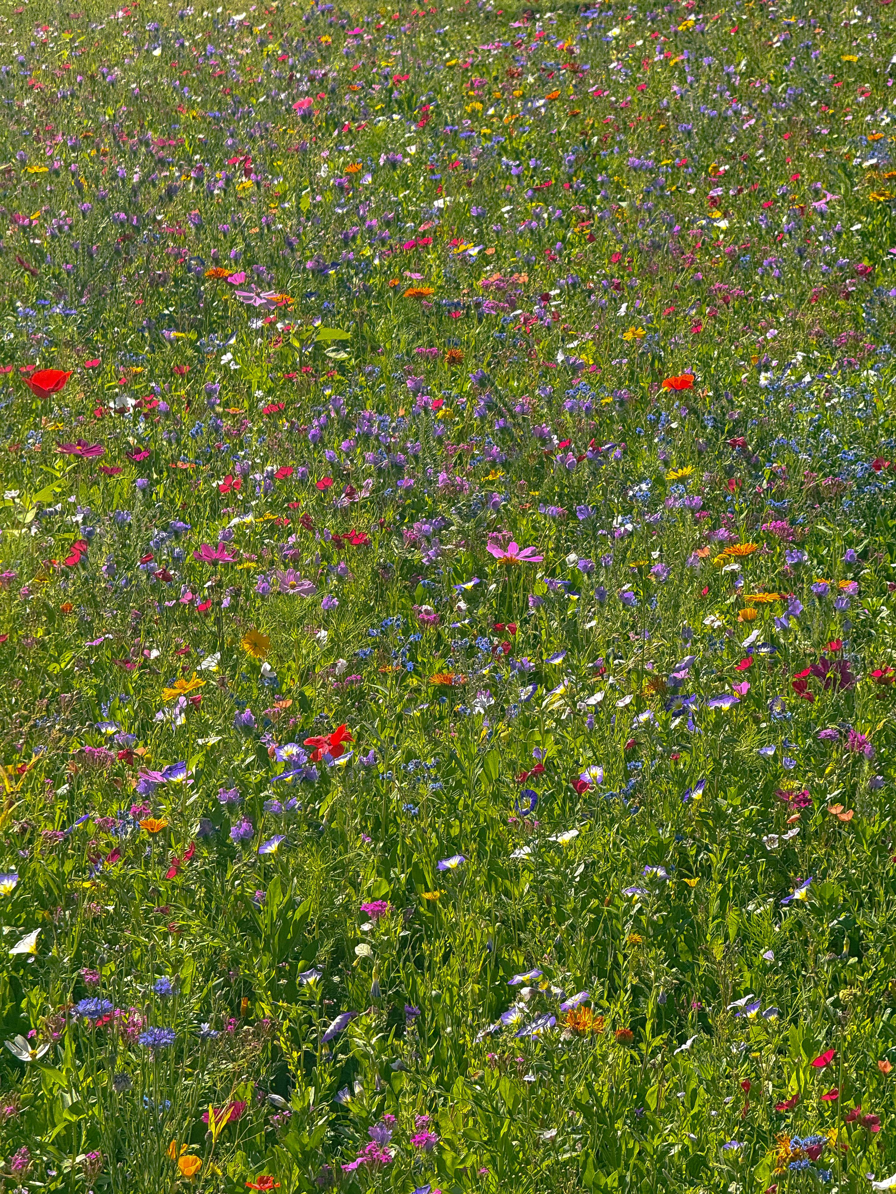 Stop Gardening Like a Painter: The Secret to a Truly Natural Yard