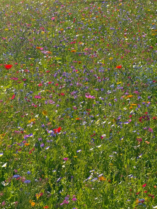 Wildflower meadow in summer — Anna Lupa on Pexels