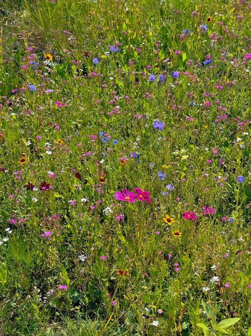 Free A vibrant wildflower meadow blooming in summertime Austria, showcasing diverse flora. Stock Photo