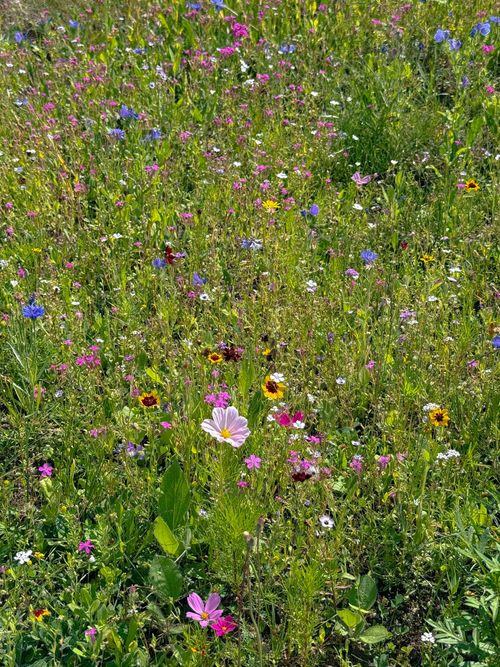 Free A vivid bloom of colorful wildflowers in an Austrian meadow during spring. Stock Photo