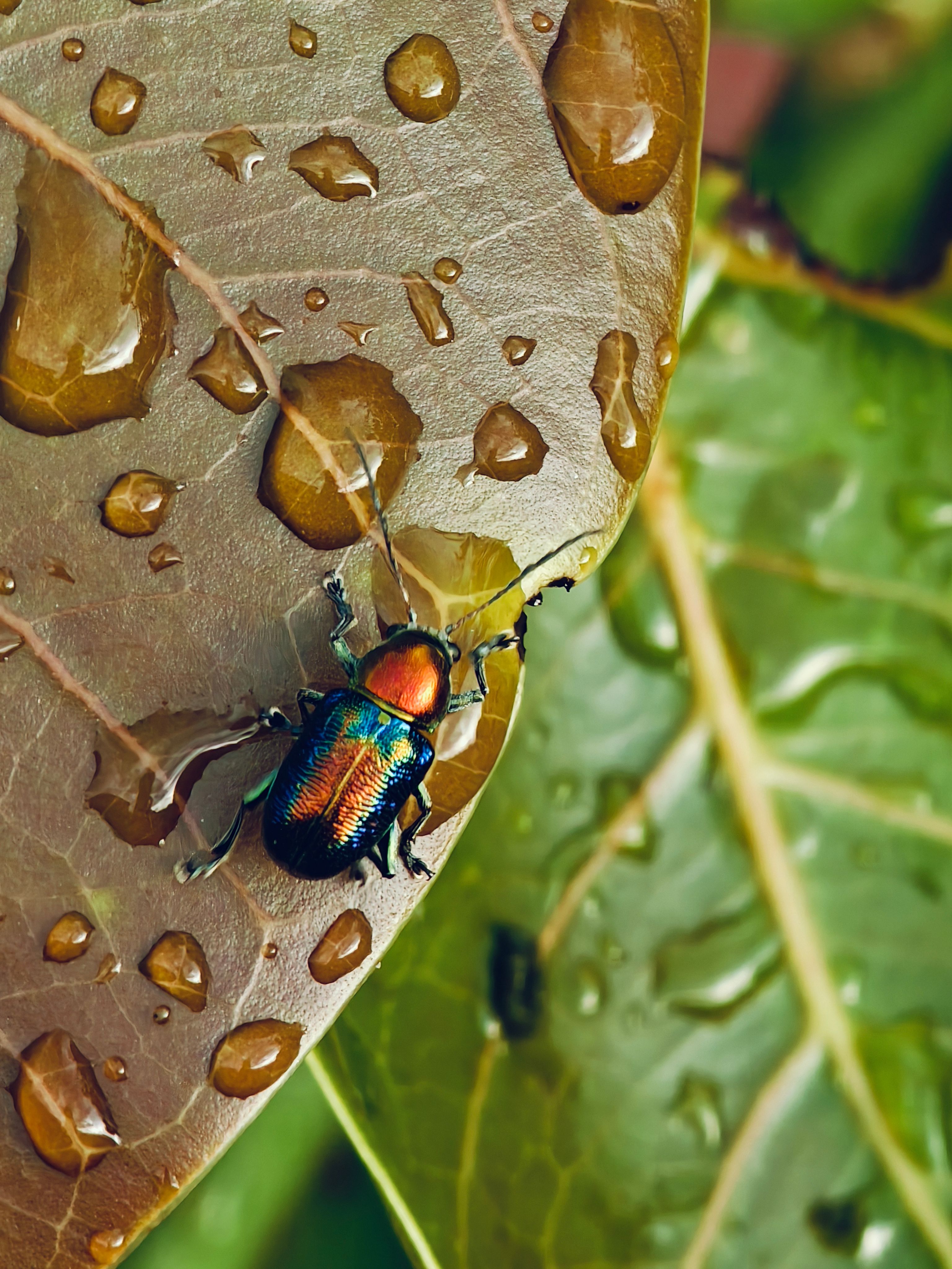 Vibrant Jewel Beetle on Rain-Kissed Leaf · Free Stock Photo