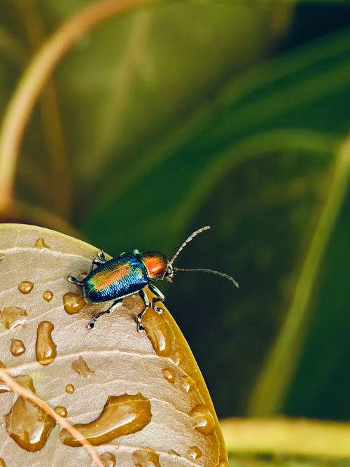 Free Vivid macro photograph of a colorful beetle on a dewy leaf, showcasing nature's beauty. Stock Photo
