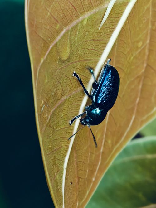 Free A striking blue beetle clings to a leaf in this macro nature shot. Stock Photo