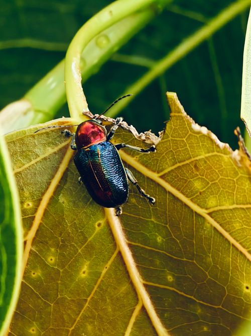Free Vibrant beetle perched on a leaf, displaying intricate colors and textures. Stock Photo
