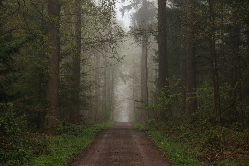 Fotomural Un sereno sendero forestal envuelto en niebla, rodeado de árboles altos y exuberante vegetación a principios de la primavera.