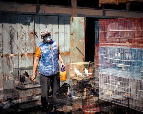 Free Man tending bird cages with a spray bottle in a Bandung market, highlighting daily life in West Java, Indonesia. Stock Photo