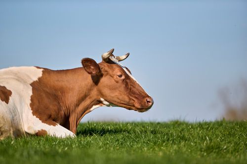 Free A serene brown and white cow lies in a sunny pasture with a blue sky backdrop, showcasing rural tranquility. Stock Photo
