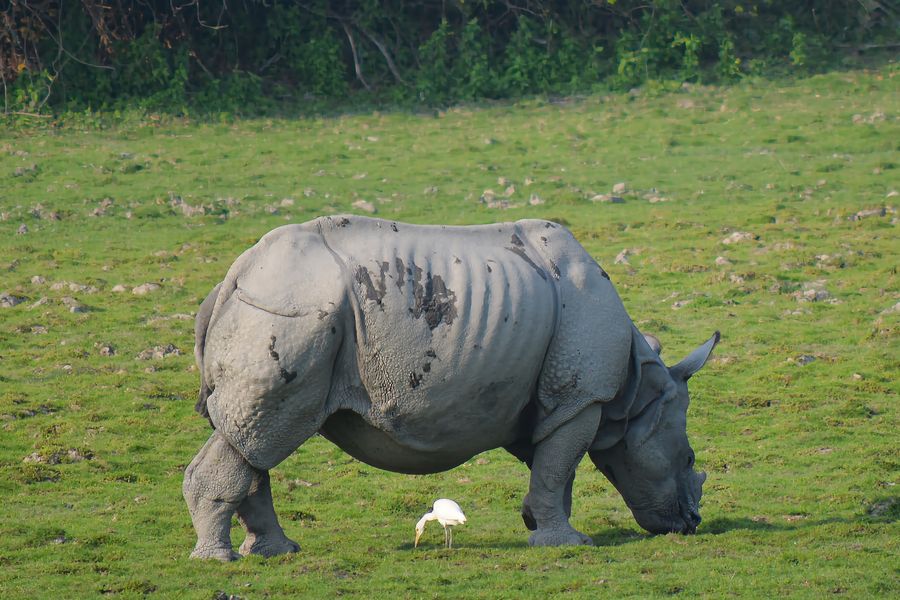 Kaziranga National Park photo 2