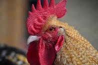 这只公鸡的特写细节丰富，鲜红的鸡冠充满活力，眼神锐利逼人