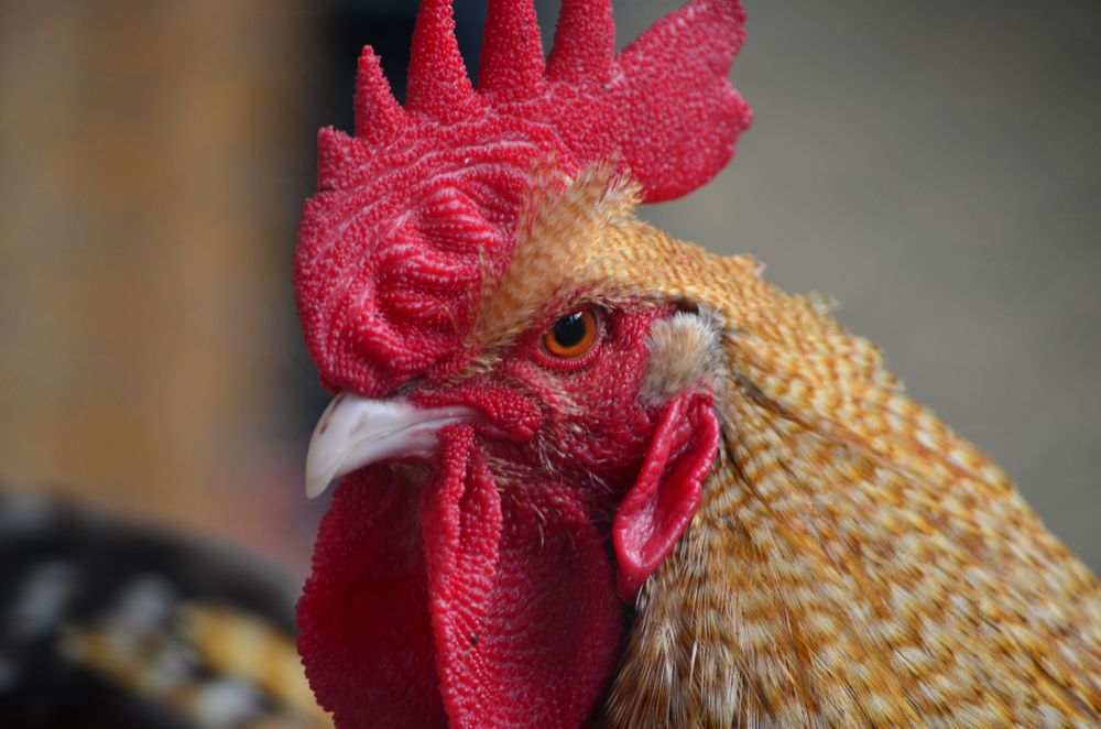 Close-up of a rooster with a bright red comb