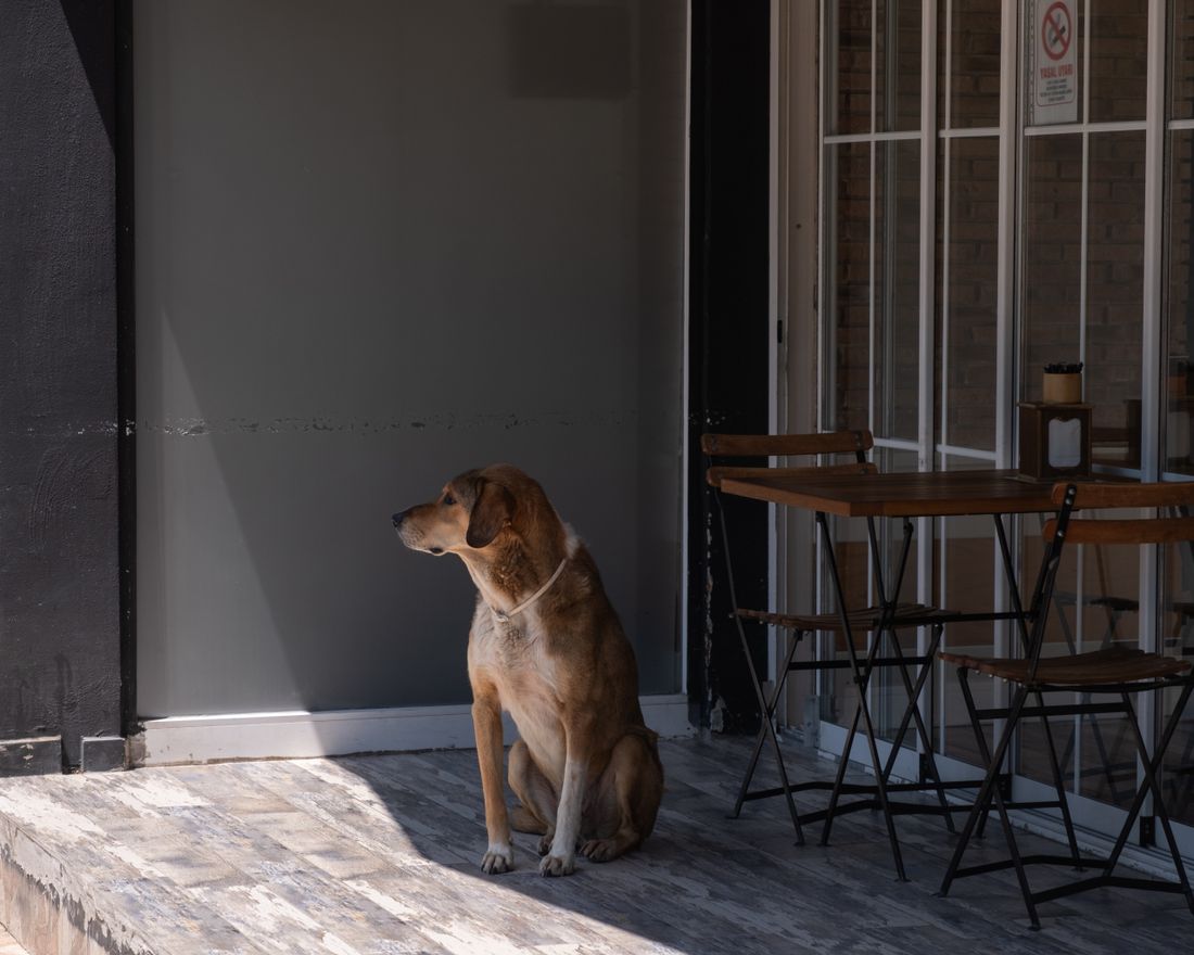Dog-Friendly Restaurants in Seattle: Patios That Welcome Dogs - 2
