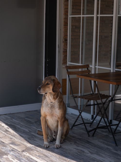 Free A dog peacefully sits on a sunlit terrace in İzmir, Türkiye, next to a cafe table and chairs. Stock Photo