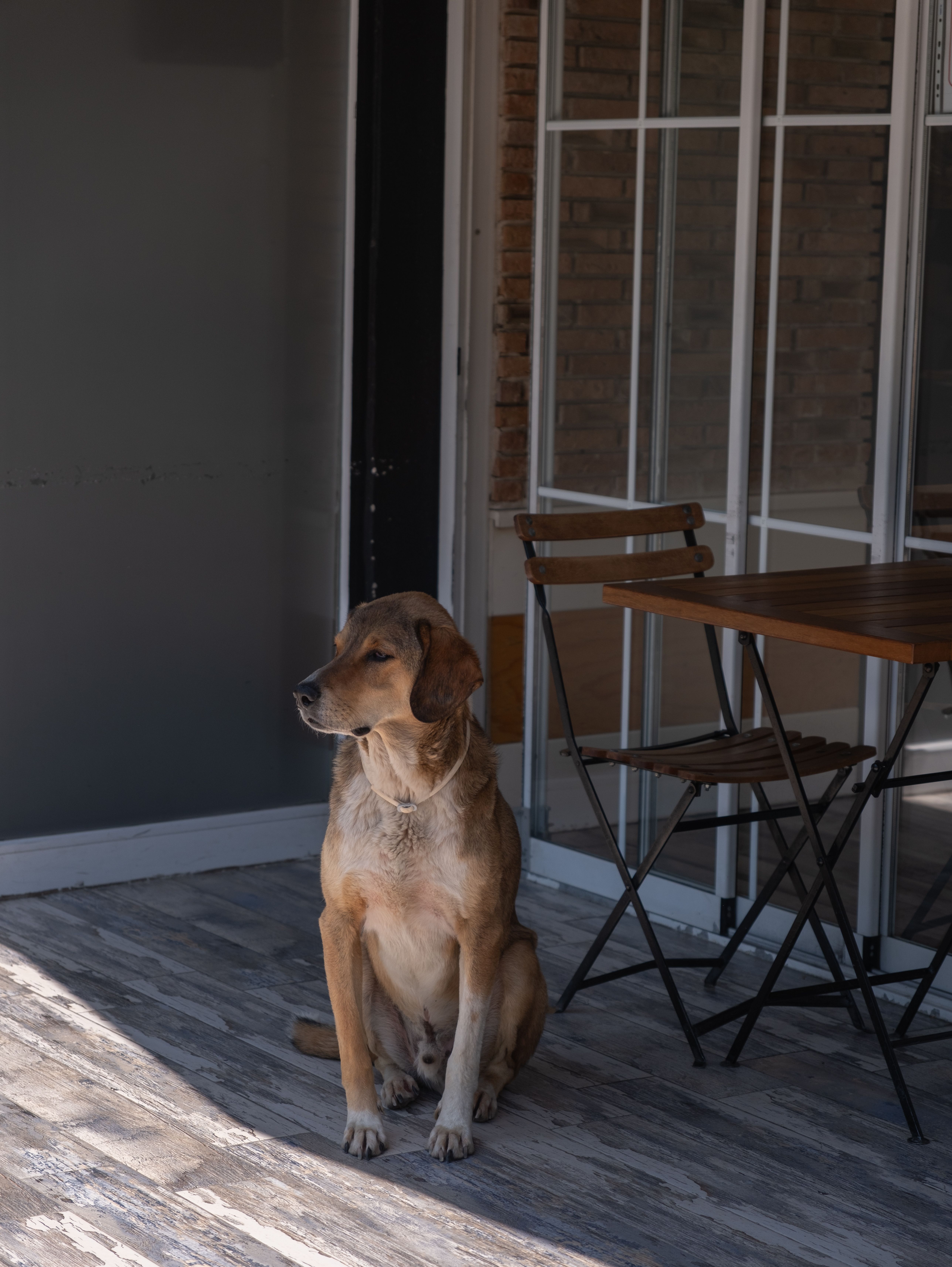 Chien détendu sur une terrasse ensoleillée