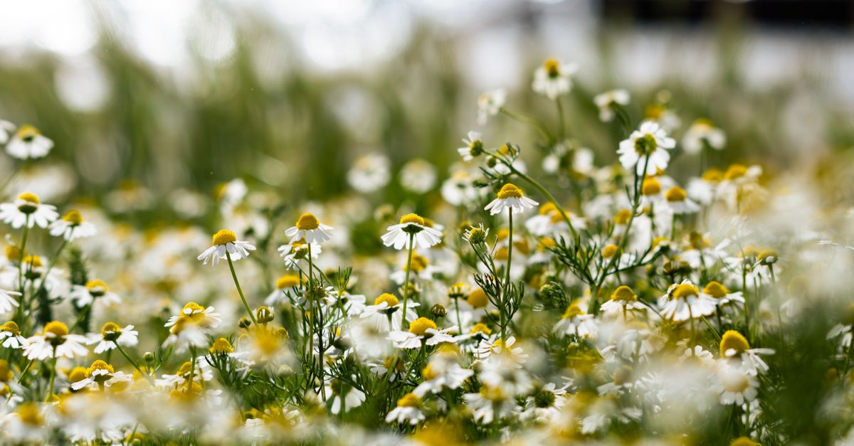 Coltivare Piante Officinali: Guida Pratica per il Tuo Giardino