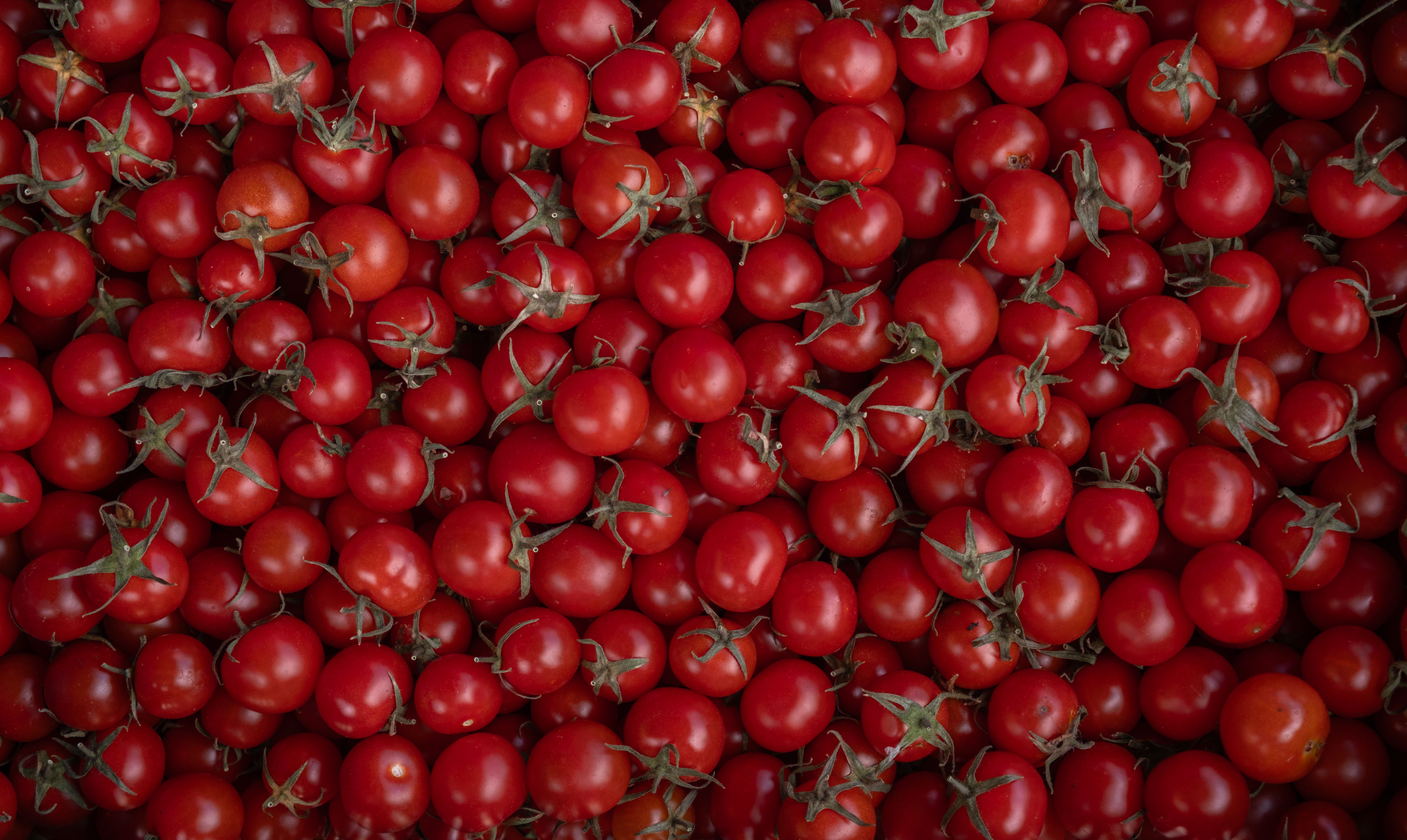 tomato photograph for this story