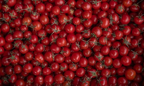 Free A vibrant collection of ripe cherry tomatoes freshly harvested from a farm in İzmir, Türkiye. Stock Photo