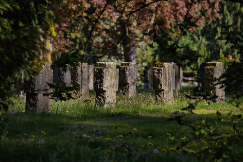 Free Rows of tombstones in a tranquil military cemetery surrounded by lush greenery in spring. Stock Photo