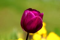 生动的紫色郁金香以惊人的细节被捕捉，展现了春天的美丽