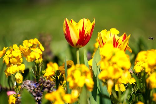 無料 黄色のクラスター花の選択的焦点写真 写真素材