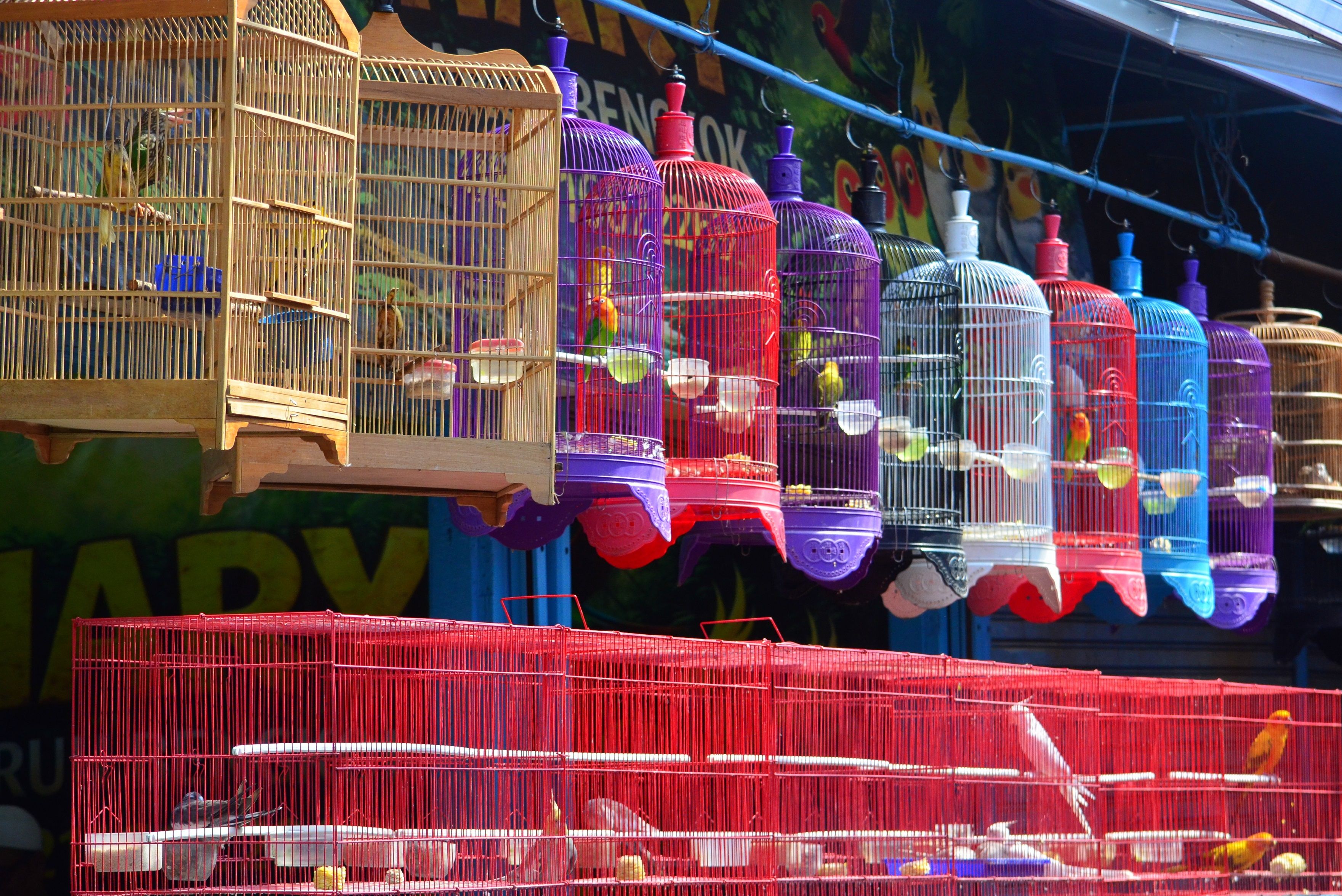 Vibrant array of bird cages in a traditional Indonesian market, showcasing local avian culture.