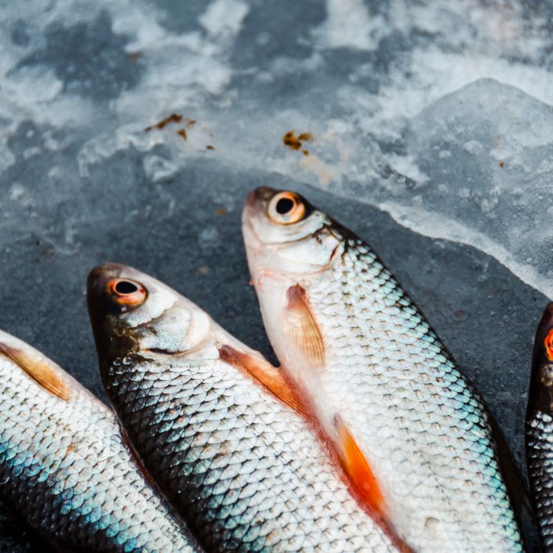 Classic French Fish Stock (Fumet de Poisson)