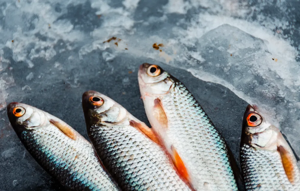 Cari de poisson au lait de coco, omniprésent.