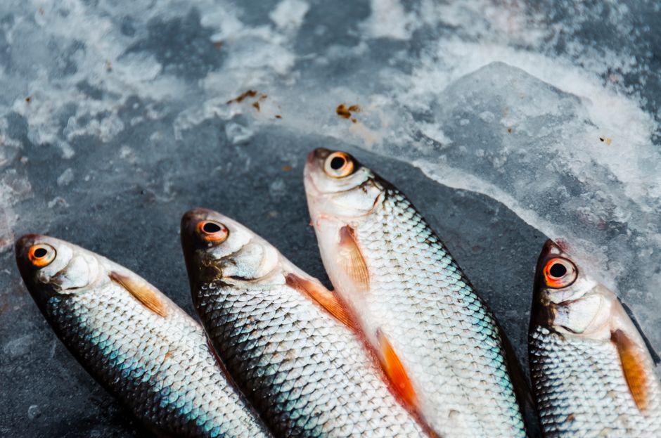 釣った魚を氷入りクーラーボックスで保管している様子