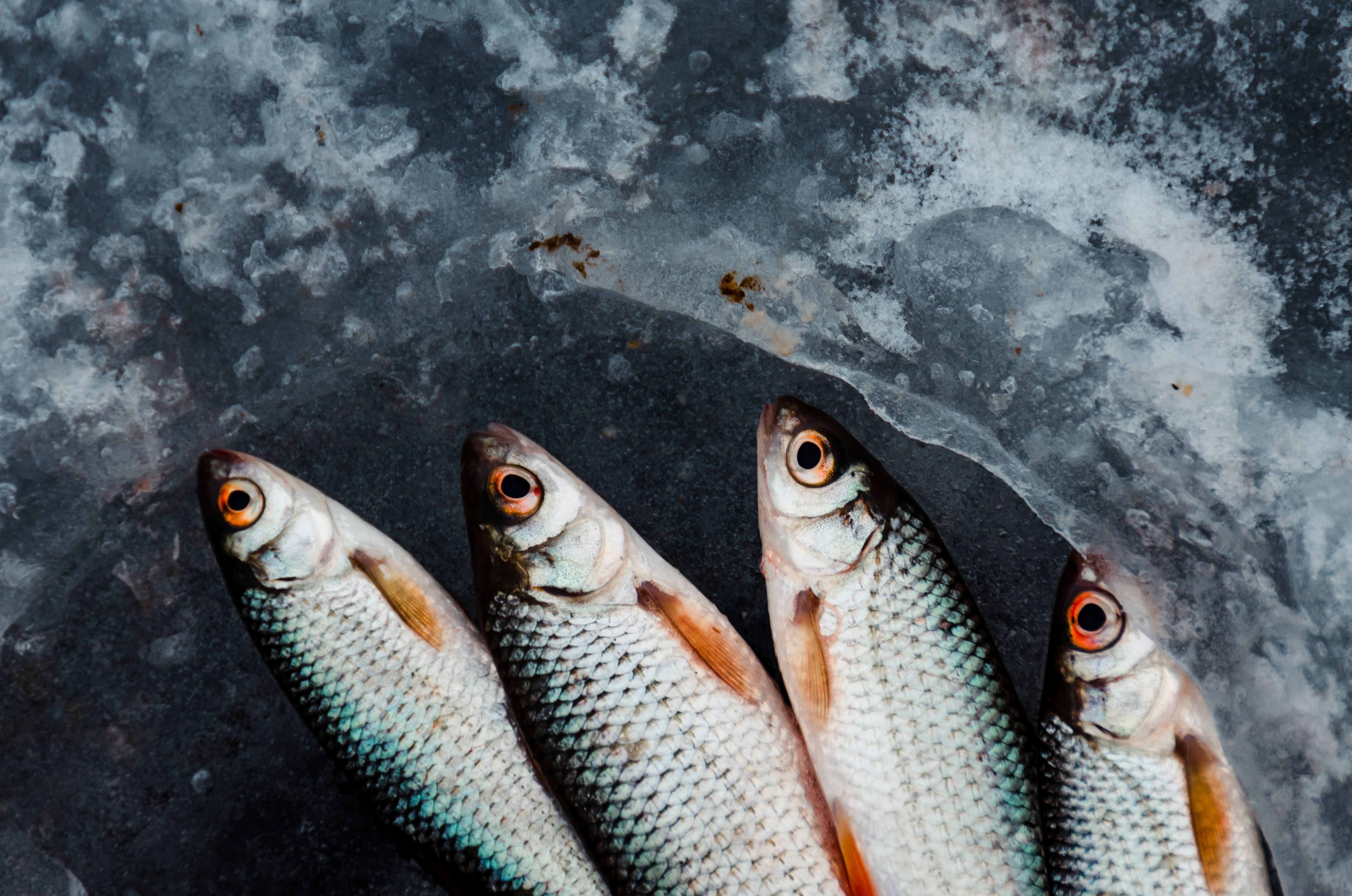 Four fresh fish laid out on ice, showcasing a winter fishing catch in Ukraine.