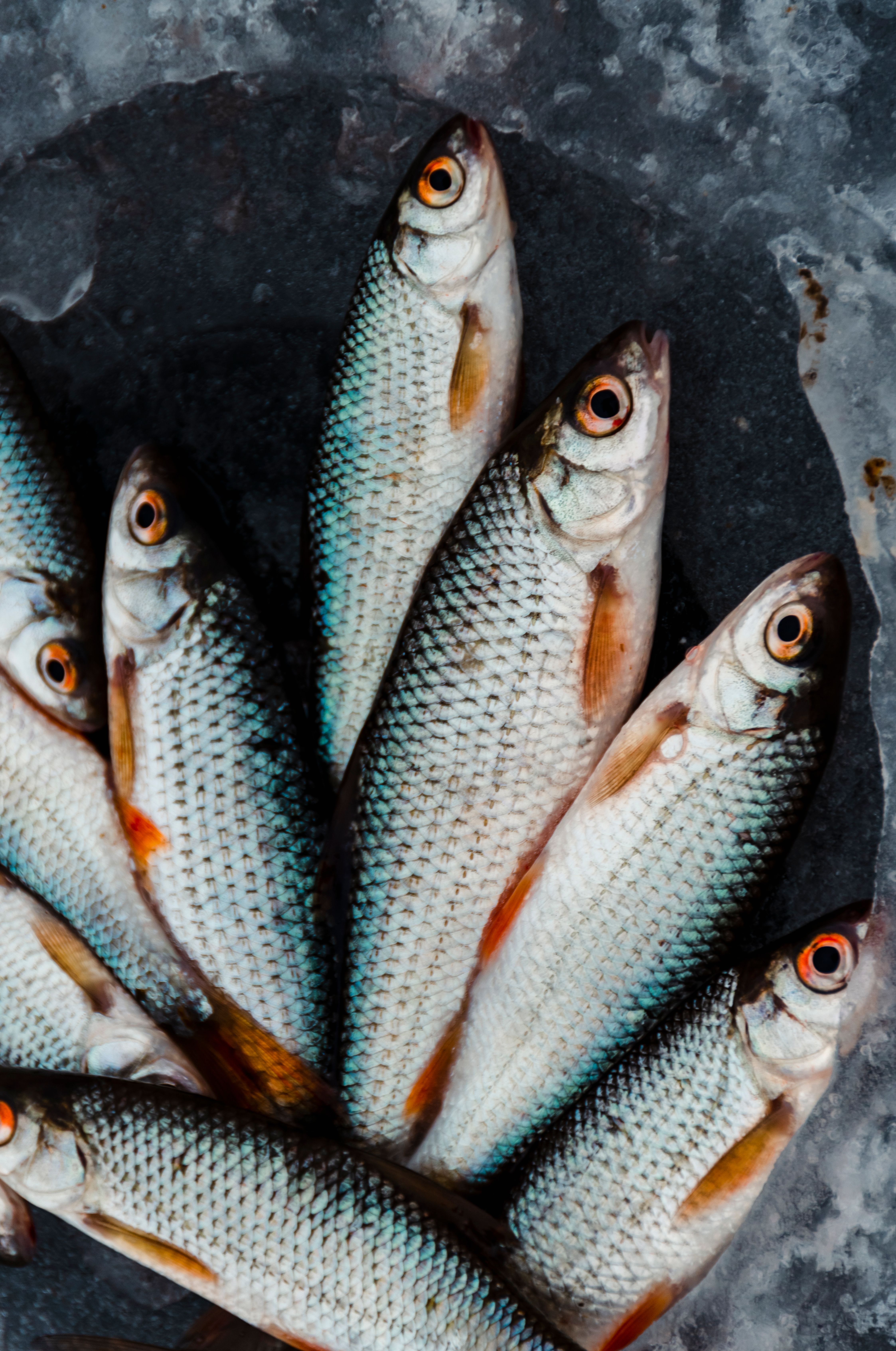 Close-up of Fresh Fish on Ice Display · Free Stock Photo