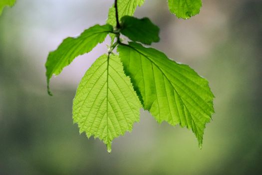 Vivid green leaves captured in detail, showcasing natural beauty.