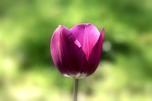 Ücretsiz Mor çiçek Stok Fotoğraflar