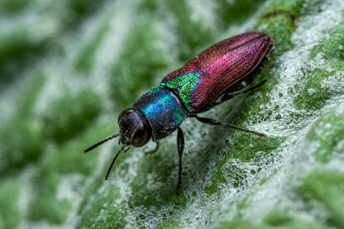 Free Macro shot of a vibrant jewel beetle showcasing its iridescent colors on a leaf. Stock Photo