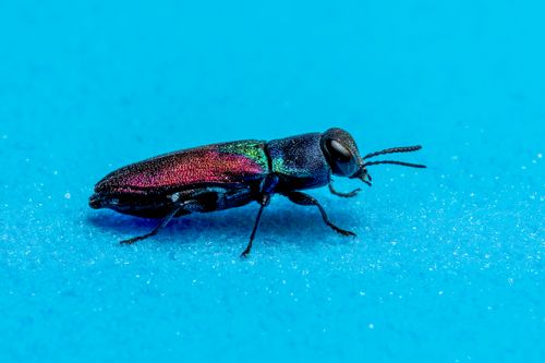 Free Close-up shot of a vibrant iridescent jewel beetle on a blue background. Stock Photo