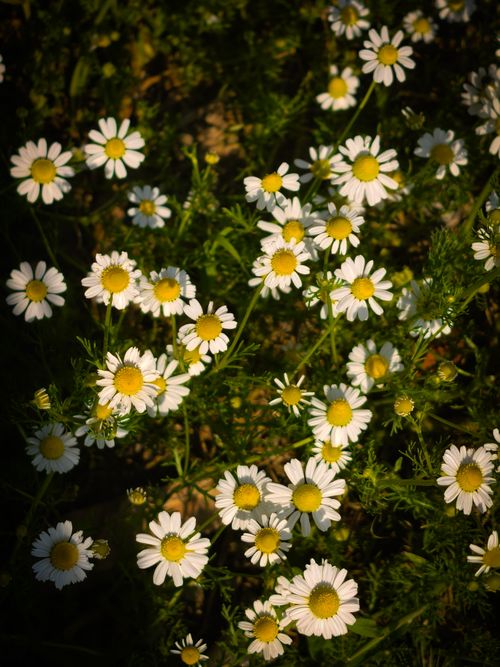 Free Vibrant chamomile flowers in natural sunlight, capturing a summer's essence. Stock Photo