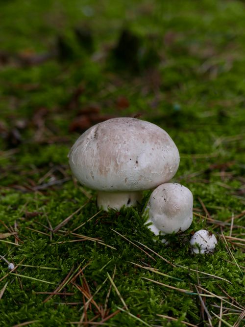 Free Close-up of white mushrooms on a vibrant mossy forest floor, ideal for nature themes. Stock Photo