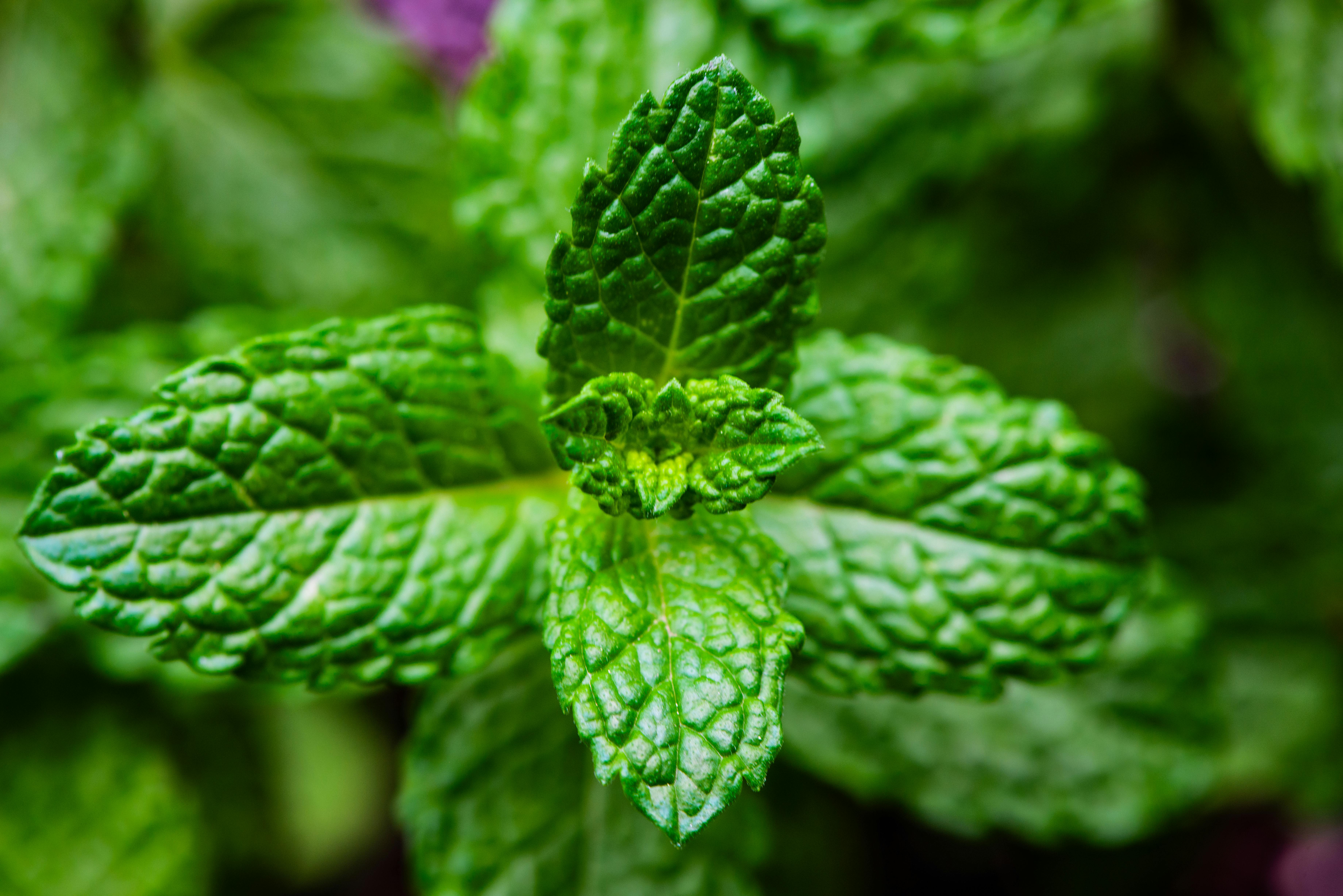 Peppermint Oil: Nature's Cooling Agent