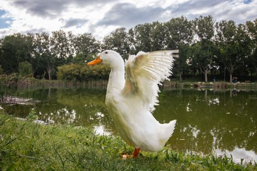 Free A white duck flaps its wings near a tranquil lake surrounded by lush greenery and trees. Stock Photo