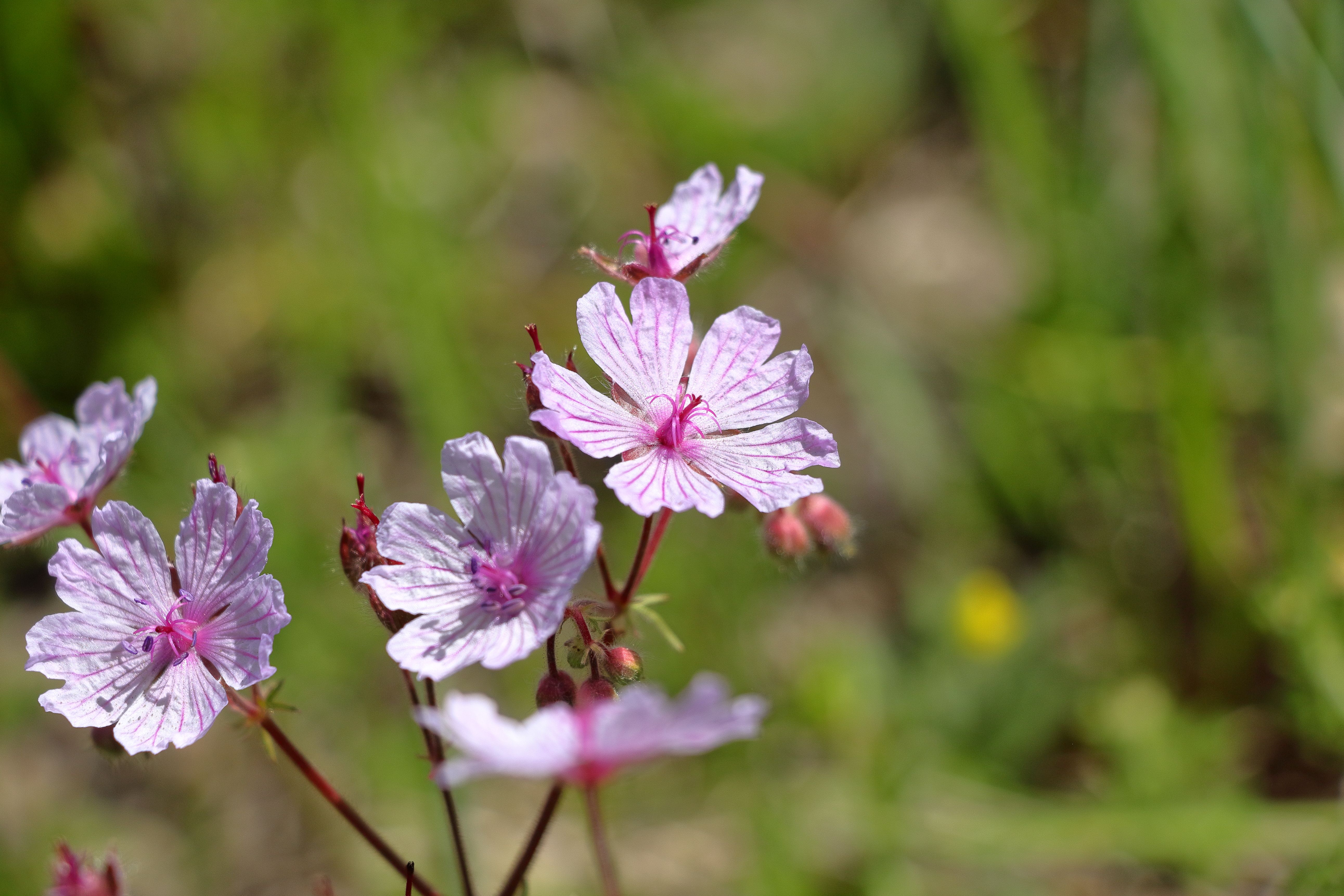 [ColoSach]-a-vibrant-close-up-photograph-showcasing-delicate-pink-wildflowers-set-against-a-blurred-natural-background.