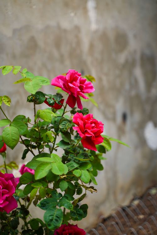 Free Bright red roses bloom against a textured wall in Jerusalem, showcasing natural beauty. Stock Photo