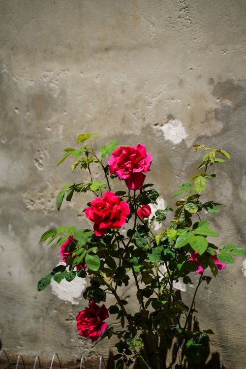 Free Bright pink roses in full bloom against a rustic plaster wall in Jerusalem. Captures the beauty of nature in an urban setting. Stock Photo