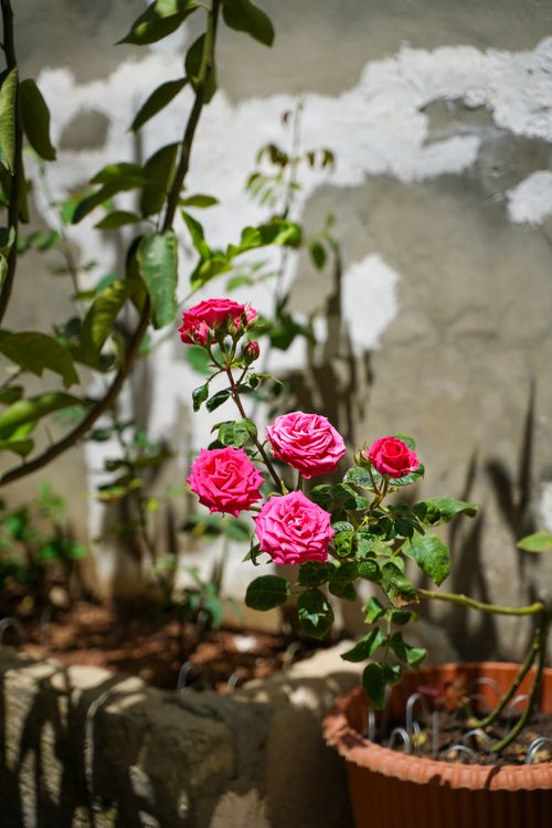 Free Close-up of vibrant pink roses blooming in a Jerusalem garden, with a rustic background enhancing their beauty. Stock Photo