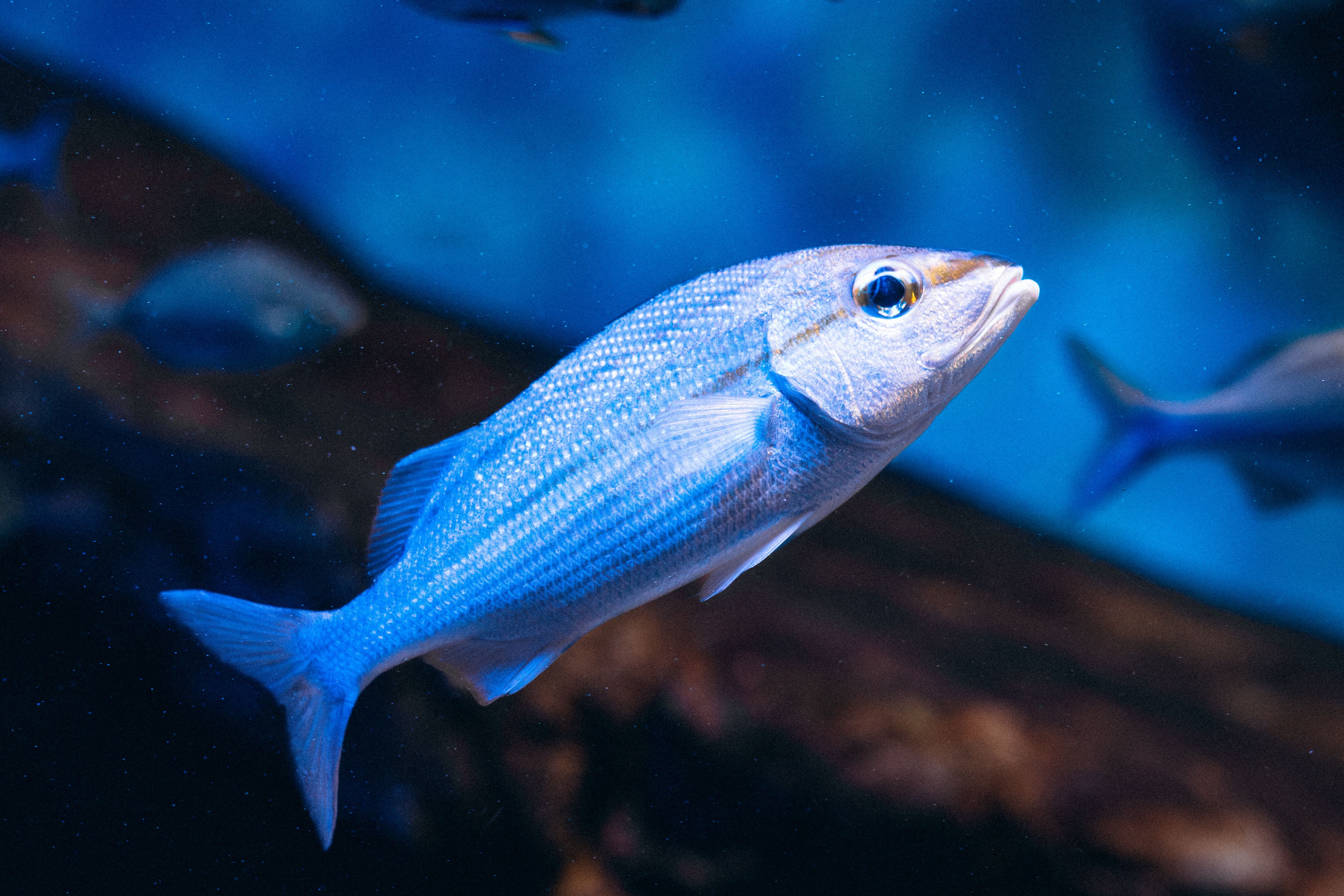 ブラジル、リオデジャネイロの水族館にいる青い魚のクローズアップ。鮮やかな海の風景。