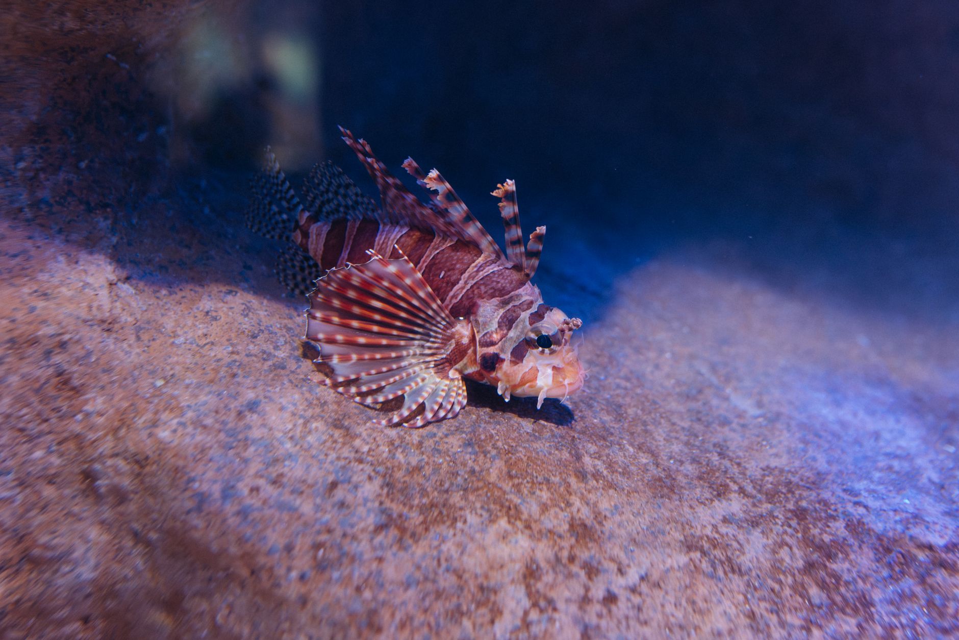 Deep sea bioluminescent sponge — Curiosidades