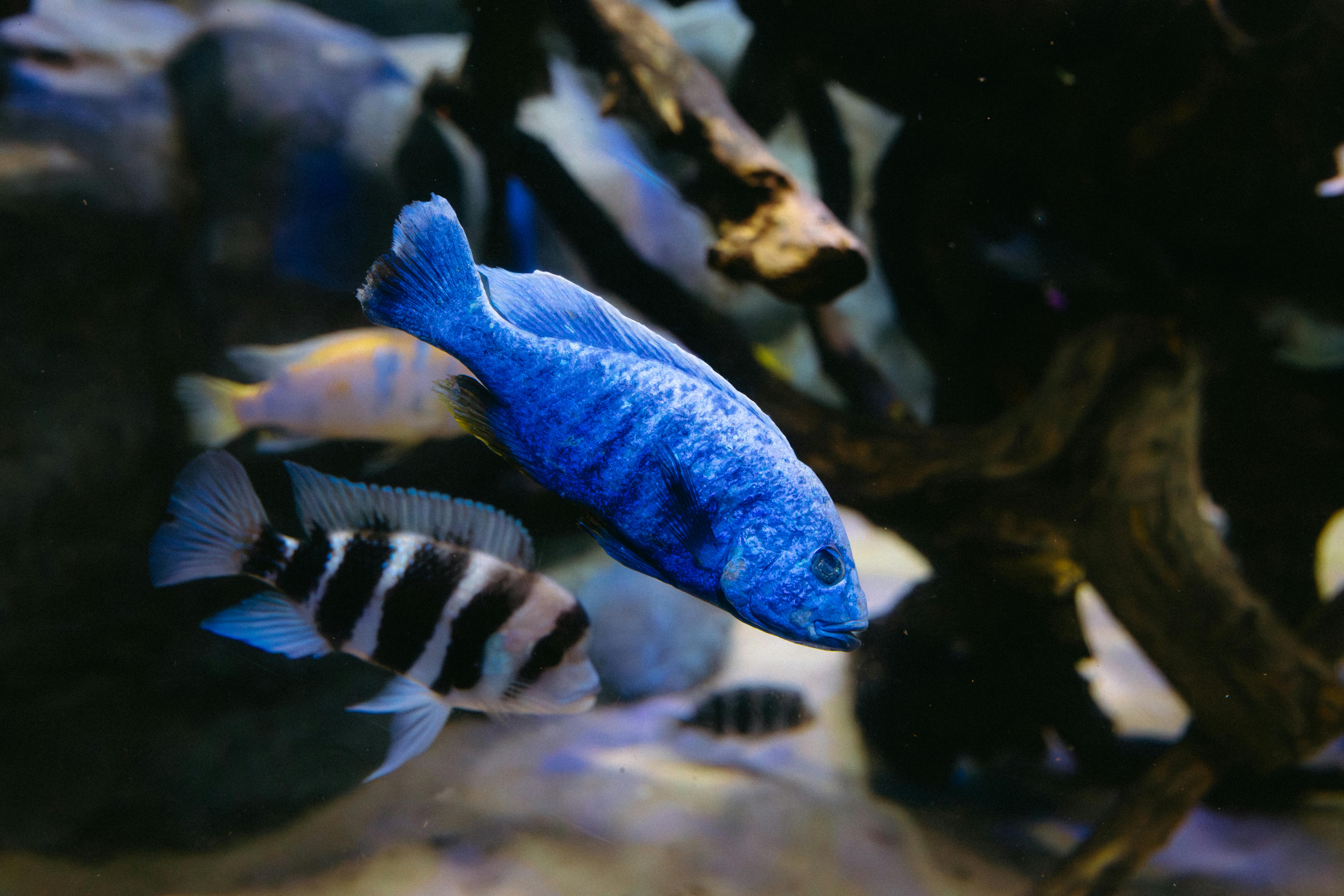 A stunning blue fish swimming in an aquarium in Rio de Janeiro, showcasing underwater beauty.