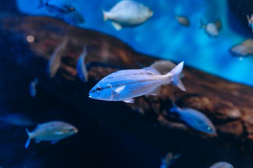 Free Close-up of a blue fish swimming in an aquarium in Rio de Janeiro, Brazil, showcasing aquatic life. Stock Photo