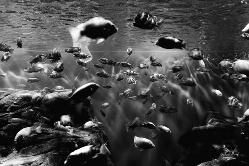Free Dramatic black and white photo of fish swimming in a Rio de Janeiro aquarium. Stock Photo