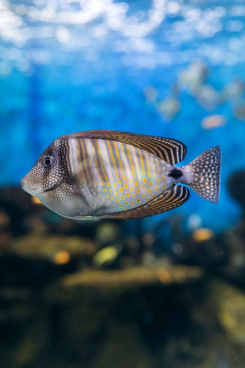 Photo gratuite de abysses, ailerons, amérique du sud, animal aquatique ...