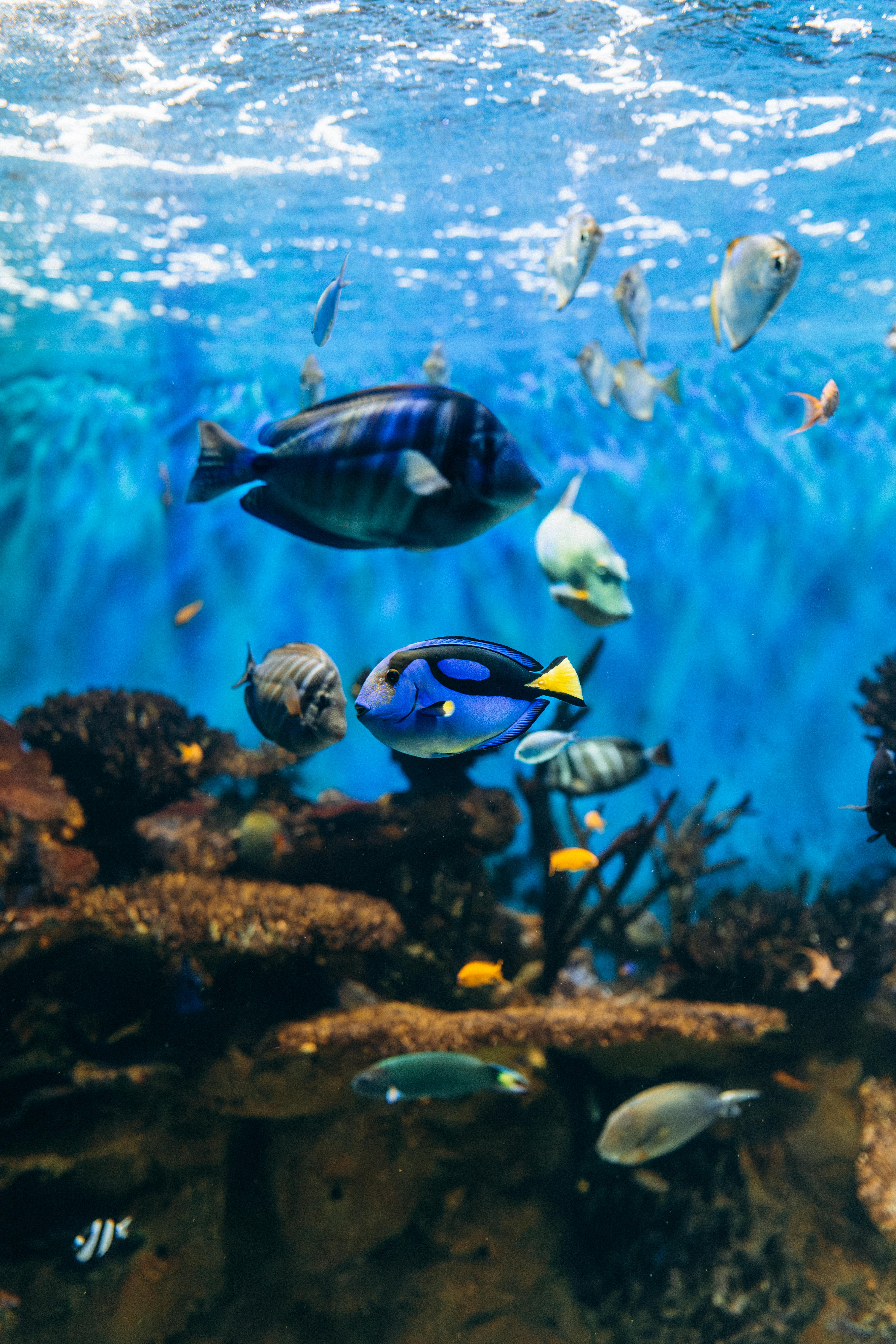 Explore diverse marine life in a stunning underwater scene at Rio de Janeiro's aquarium.